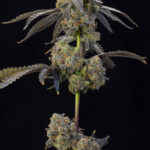 Nigiri Seeds Feminized Seeds by Grounded Genetics
