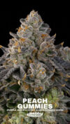 Peach Gummies Feminized Seeds by Grounded Genetics - Image 2