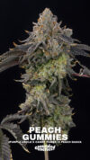 Peach Gummies Feminized Seeds by Grounded Genetics