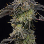 Peach Gummies Feminized Seeds by Grounded Genetics