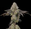Peach Yuzu Feminized Seeds by Grounded Genetics