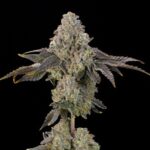 Peach Yuzu Feminized Seeds by Grounded Genetics