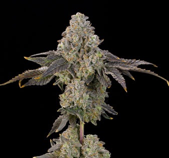 peachyuzu Peach Yuzu Feminized Seeds by Grounded Genetics