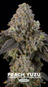 Peach Yuzu Feminized Seeds by Grounded Genetics