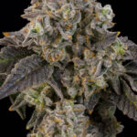 Peach Yuzu Feminized Seeds by Grounded Genetics