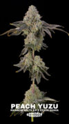 Peach Yuzu Feminized Seeds by Grounded Genetics - Image 2
