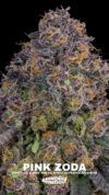 Pink Zoda Feminized Seeds by Grounded Genetics - Image 2