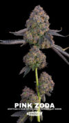 Pink Zoda Feminized Seeds by Grounded Genetics