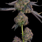 Pink Zoda Feminized Seeds by Grounded Genetics