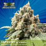 Tapestry Feminized Seeds by Mosca