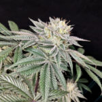 Golden Truffle Feminized Seeds by Pure Instinto