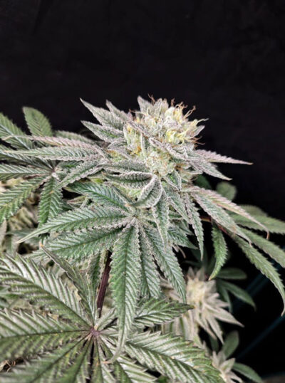 Golden Truffle Feminized Seeds by Pure Instinto - Image 3