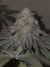 Kushido Feminized Seeds by Pure Instinto