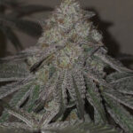 Kushido Feminized Seeds by Pure Instinto