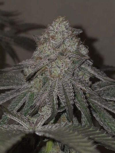 Kushido Feminized Seeds by Pure Instinto - Image 2