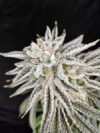 Yuzu Grape Kush Feminized Seeds by Pure Instinto