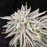 Yuzu Grape Kush Feminized Seeds by Pure Instinto