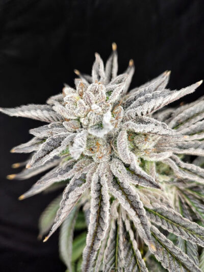 Yuzu Grape Kush Feminized Seeds by Pure Instinto - Image 2