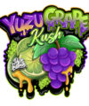 Yuzu Grape Kush Feminized Seeds by Pure Instinto - Image 3