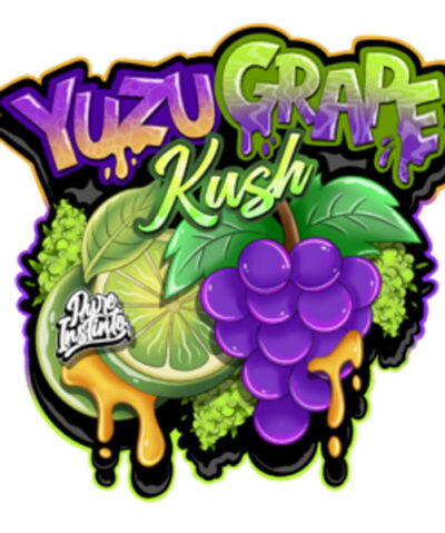 Yuzu Grape Kush Feminized Seeds by Pure Instinto - Image 3