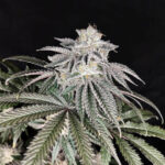 Cherry Melt Feminized Seeds by Pure Instinto