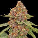 Blood Diamonds 2.0 Feminized Seeds by Conscious Genetics – Red Kachina 2.0 x Zapplez 1.0