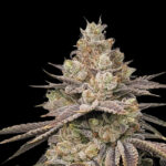 Chakra'z Regular Seeds by Conscious Genetics – OG Kush Hell Raiser OG x Rainbow Belts 1.0