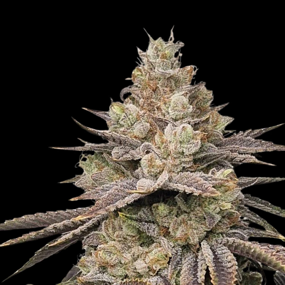 ChakrazRegular Chakra'z Regular Seeds by Conscious Genetics – OG Kush Hell Raiser OG x Rainbow Belts 1.0