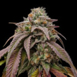 Chronic Kush F2 Regular Seeds by Conscious Genetics – OG Kush Hell Raiser OG x OG Kush Hell Raiser OG
