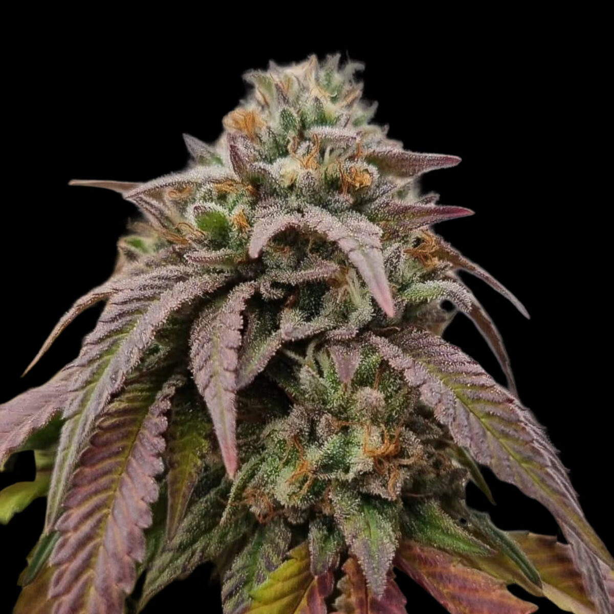 ChronicKushF2 Chronic Kush F2 Regular Seeds by Conscious Genetics – OG Kush Hell Raiser OG x OG Kush Hell Raiser OG