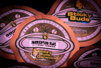 Formentino Blue Feminized Seeds by Sticky Buds Genetics - Image 2