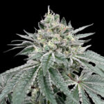 Gas Dropz Regular Seeds by Conscious Genetics – Zapplez 2.0 x OG Kush Hell Raiser OG