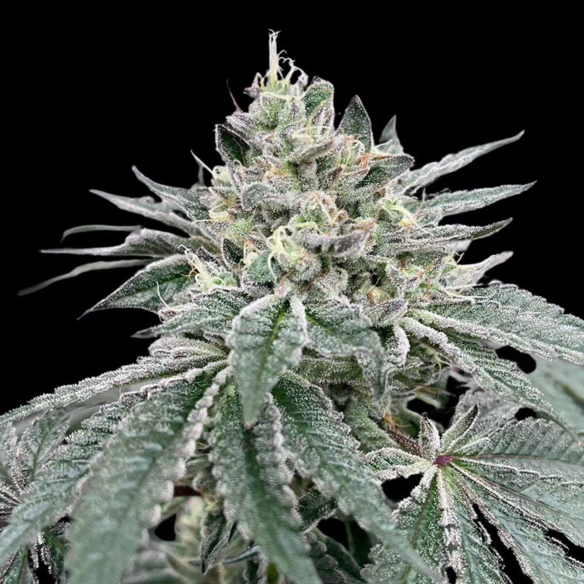 GasDropzRegular Gas Dropz Regular Seeds by Conscious Genetics – Zapplez 2.0 x OG Kush Hell Raiser OG