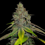 Gas Line Regular Seeds by Conscious Genetics – OG Kush Hell Raiser OG x Shoreline