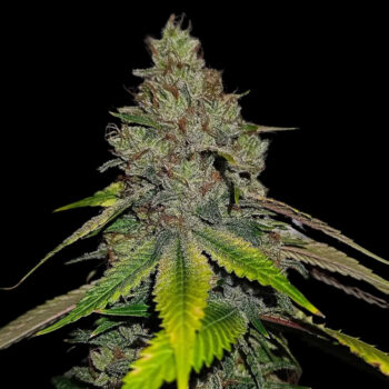 Gas Line Regular Seeds by Conscious Genetics – OG Kush Hell Raiser OG x Shoreline
