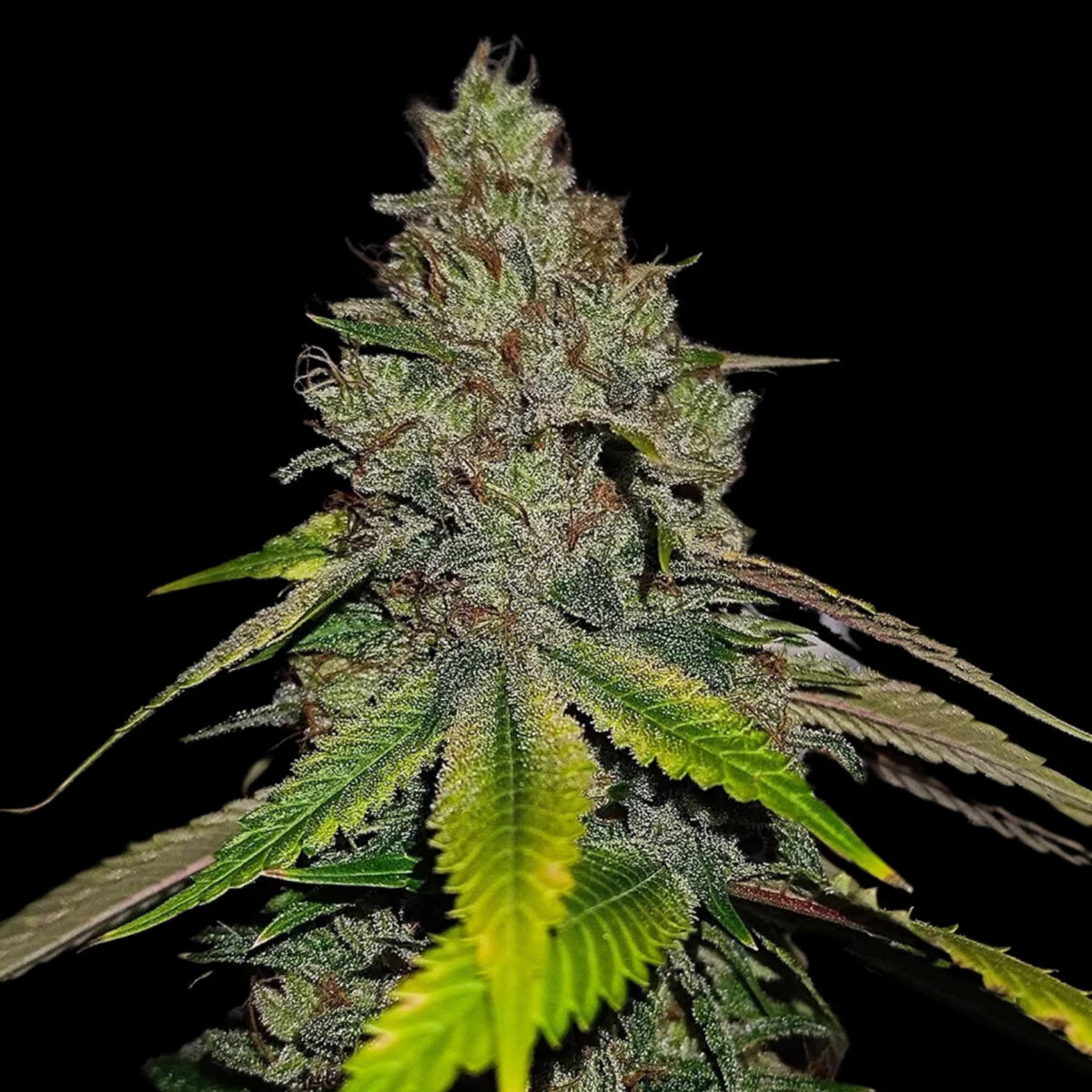 GasLineRegular Gas Line Regular Seeds by Conscious Genetics – OG Kush Hell Raiser OG x Shoreline