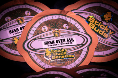 Hash Over Ass Feminized Seeds by Sticky Buds Genetics - Image 2