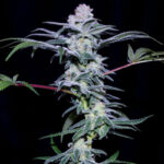 Hash Over Ass Feminized Seeds by Sticky Buds Genetics