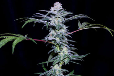 Hash Over Ass Feminized Seeds by Sticky Buds Genetics - Image 3