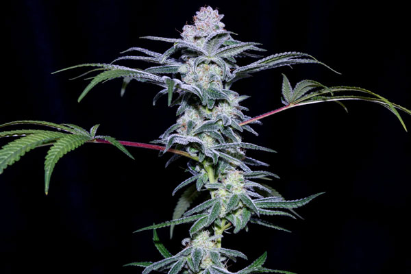 Hash-over-ass1 Hash Over Ass Feminized Seeds by Sticky Buds Genetics - Image 1
