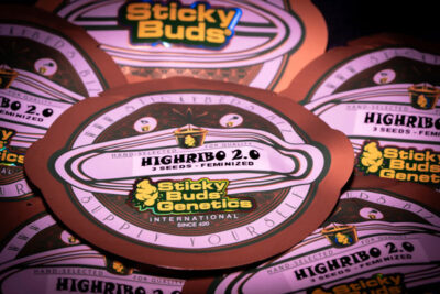 Highribo 2.0 Feminized Seeds by Sticky Buds Genetics - Image 2