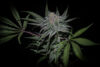 Highribo 3.0 Feminized Seeds by Sticky Buds Genetics