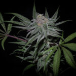 Highribo 3.0 Feminized Seeds by Sticky Buds Genetics