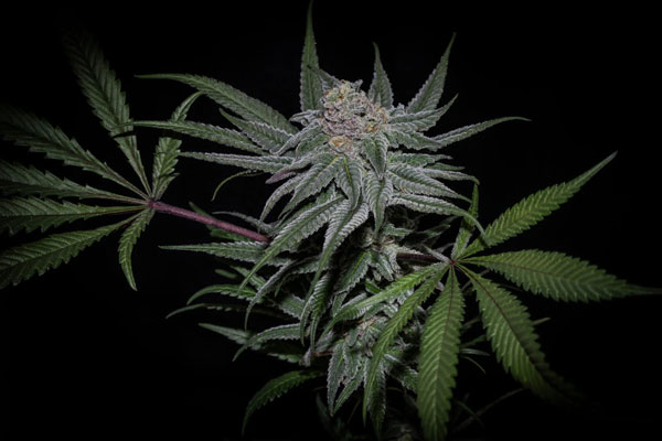 Highribo-31 Highribo 3.0 Feminized Seeds by Sticky Buds Genetics - Image 1