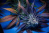 Highribo S1 Feminized Seeds by Sticky Buds Genetics