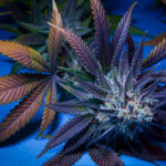Highribo S1 Feminized Seeds by Sticky Buds Genetics