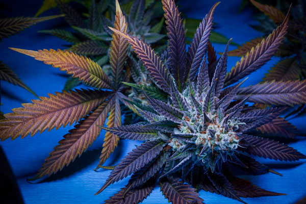 Highribos11 Highribo S1 Feminized Seeds by Sticky Buds Genetics - Image 1