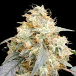OG Scotti Regular Seeds by Conscious Genetics – Biscotti x OG Kush Hell Raiser OG
