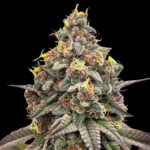 Orange Runtz Cake 3.0 Feminized Seeds by Conscious Genetics – Orange Runtz Cake 1.0 x Zapplez 1.0