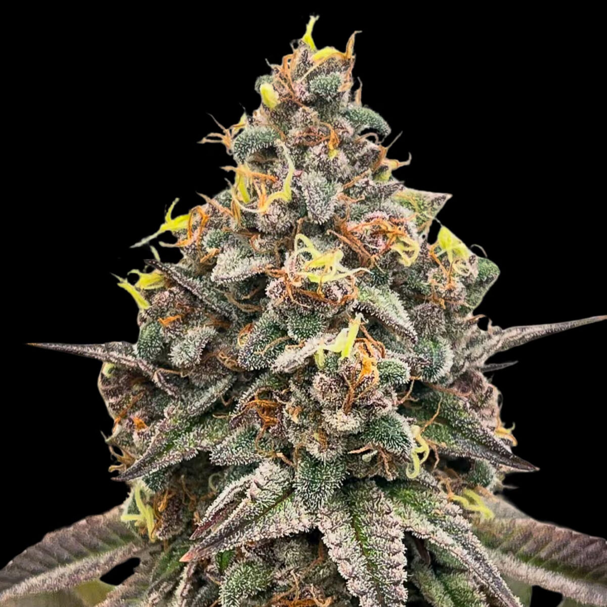 OrangeRuntzCake2 Orange Runtz Cake 3.0 Feminized Seeds by Conscious Genetics – Orange Runtz Cake 1.0 x Zapplez 1.0